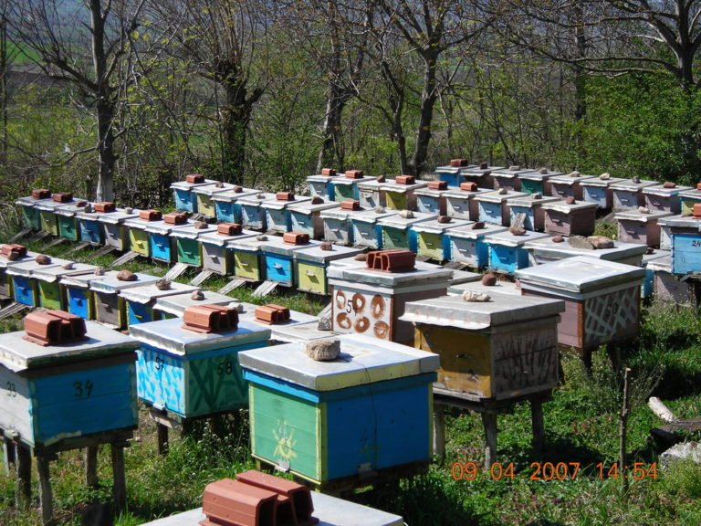 „Гражданска инициатива за бъдеще” ще организира Международен панаир на пчеларство