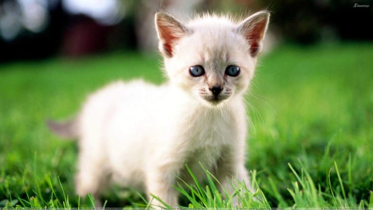 Днес се отбелязва Международният ден на котките