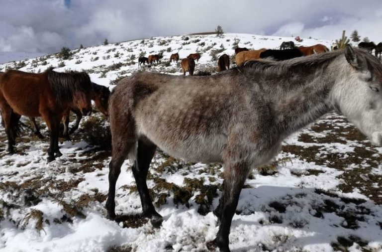 Планинари от Кюстендил са организирали спасителна акция за бедстващи коне в Осоговската планина