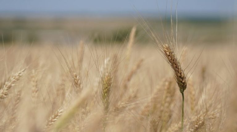 Одеска област е на първо място в Украйна по добив на зърнени култури