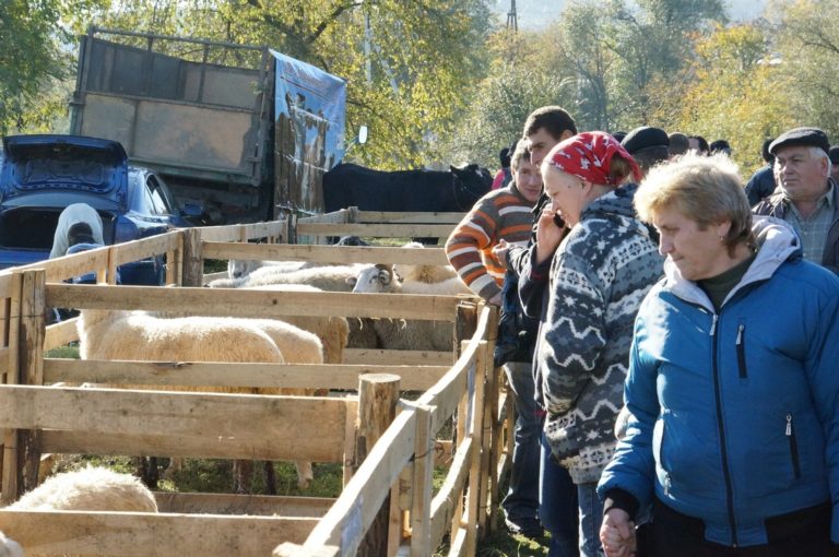 В южният град Чадър-Лунга организират изложба от постижения в животновъдството