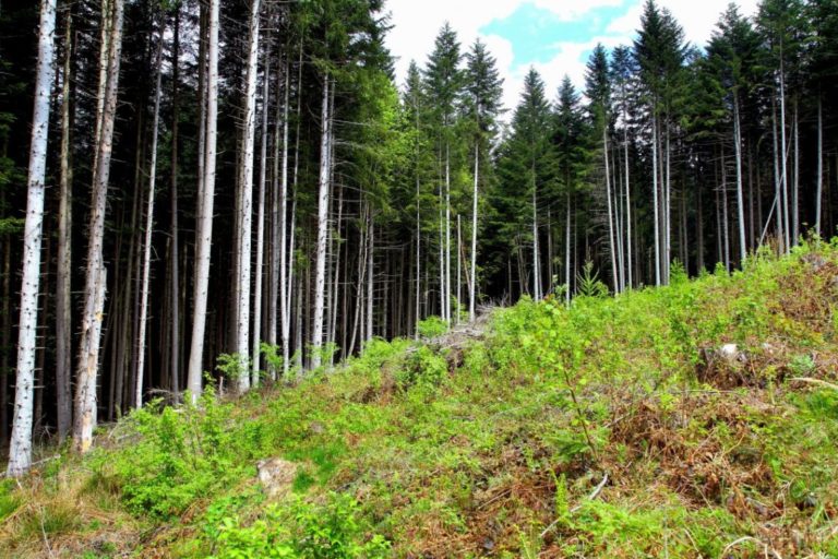 Повече от 40% от украинските граждани смятат, че опазването на природата е приоритет за екологичната реформа