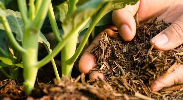 Молдовски земеделски стопани преминават към органични торове