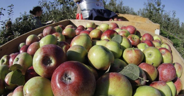 Загуба на реколтата на ябълки и сливи в Молдова през 2019 г. ще възлезе на повече от 10%