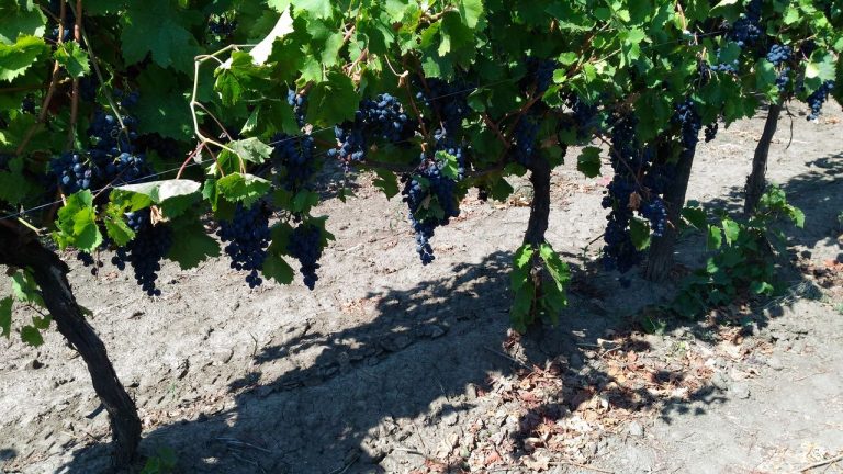 Дефицит на валежите и горещо време в Молдова влошава качеството на гроздето