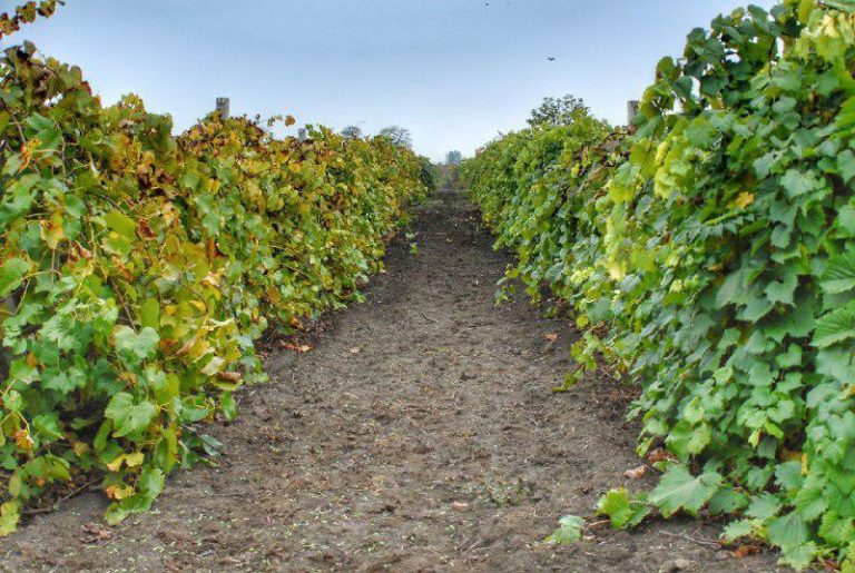 В Одеска област разработва винен маршрут