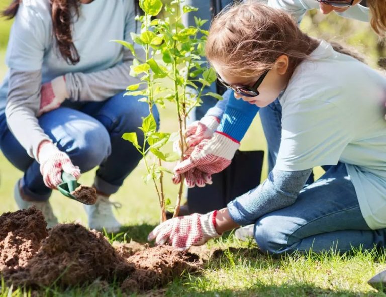 Засадиха 102 000 дървета в над 70 общини в България