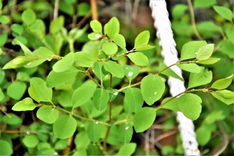 Сняг по високите върхове днес, изпращаме май с хладно и дъждовно време