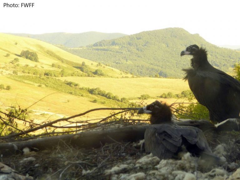 Бракониери убиха Ултрон, който трябваше да върне черните лешояди у нас