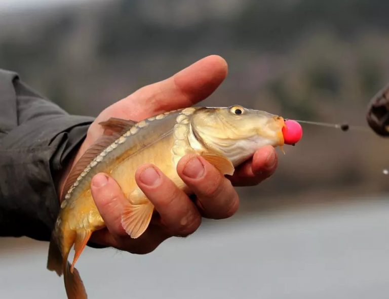 27 юни е Световен ден на риболова