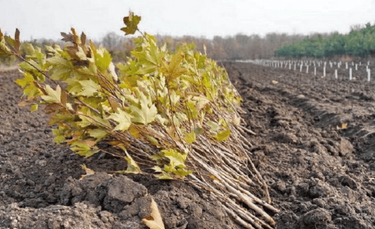 250 хиляди дървета ще бъдат засадени в Одеска област