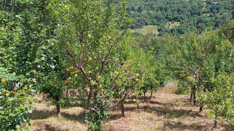 Обществената покана за субсидии за биологично животновъдство е удължена до края на август