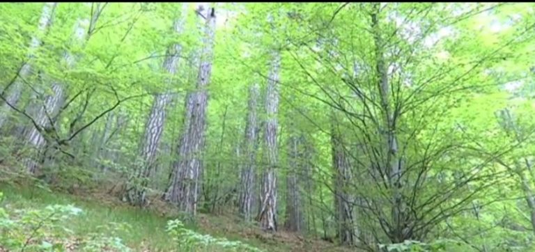 Уникална гора от кримски бор по склоновете на Црънок, община Босилеград