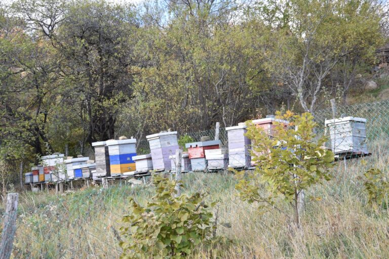 Пчеларите в Босилеград започнаха пролетната регистрация на кошерите